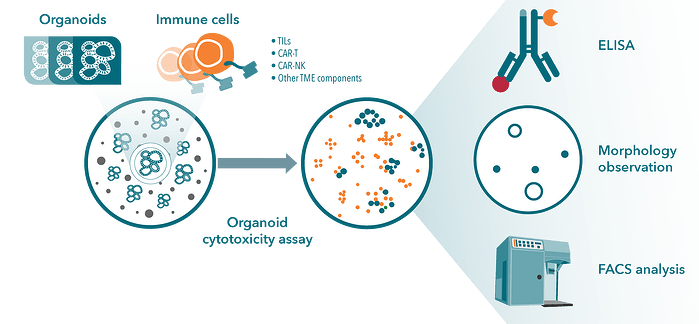 organoid co culture with immune cells for immuno-oncology applications