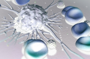Syngeneic Tumor Models