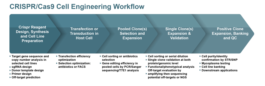 CRISPRCas9 Cell Engineering Workflow Image
