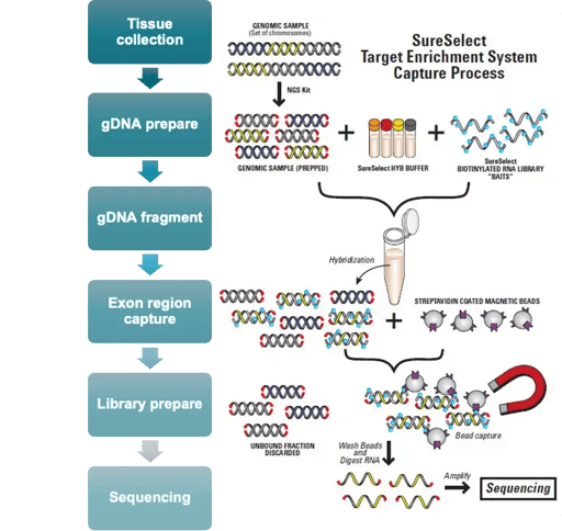 whole-exome-sequencing