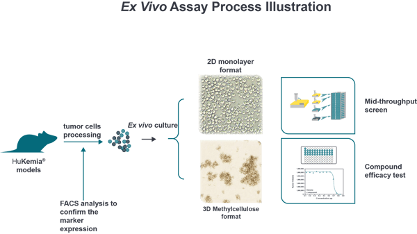 EX vivo assay