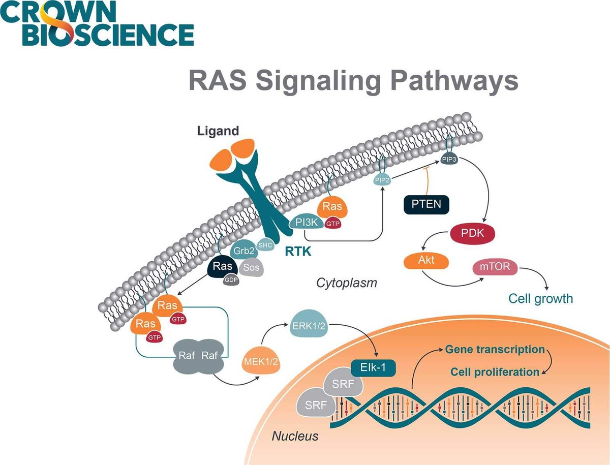 Ms Ras RAS:围剿不可成药靶点 - Crown Bioscience