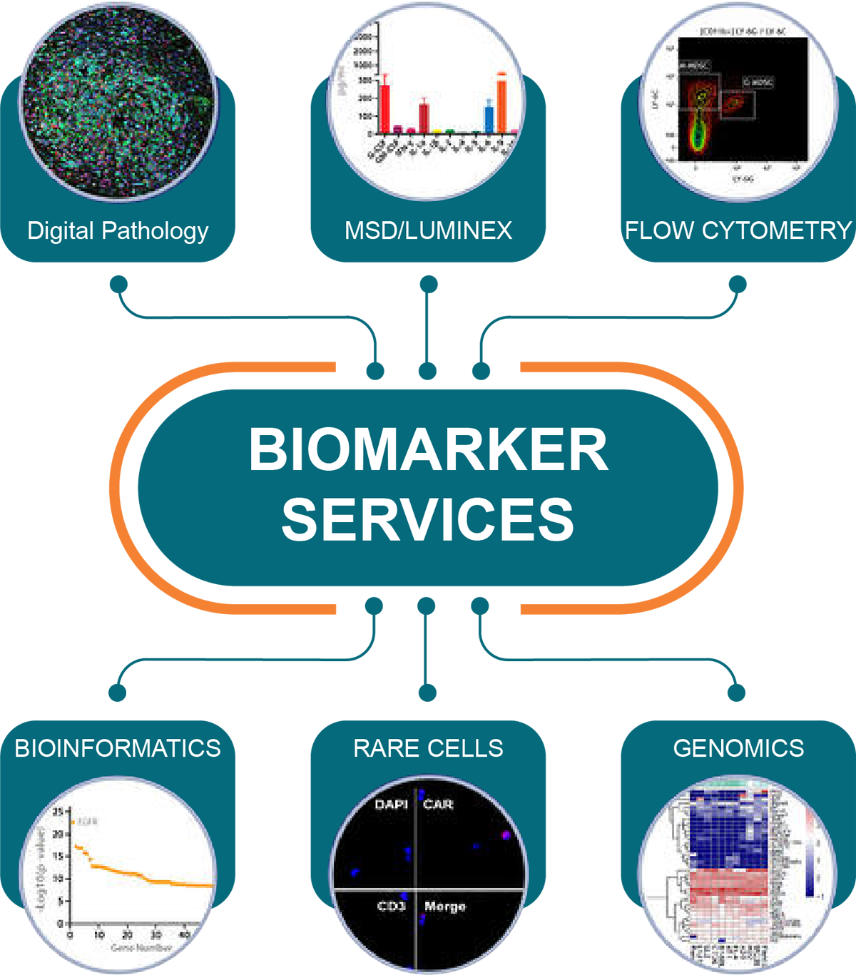 Biomarker Assay Services Validation, Diagnosis, Testing CrownBioscience
