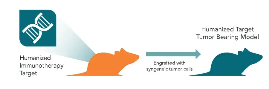 humanized-target-tumor-bearing-models