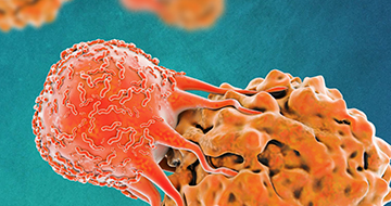 3D In Vitro HCI for Immuno-Oncology