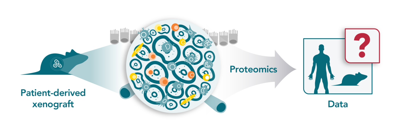Are You Doing Proteomics Correctly for Xenografts?