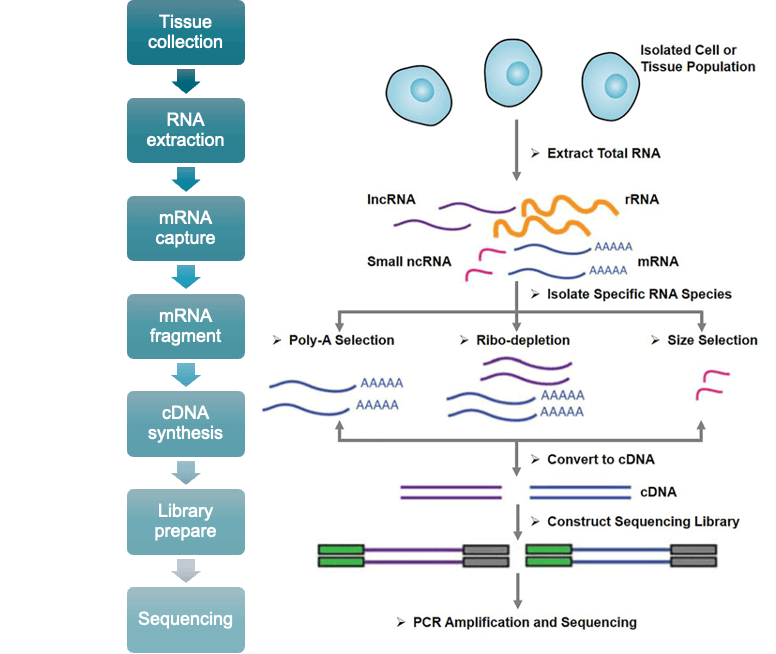 rna-sequencing