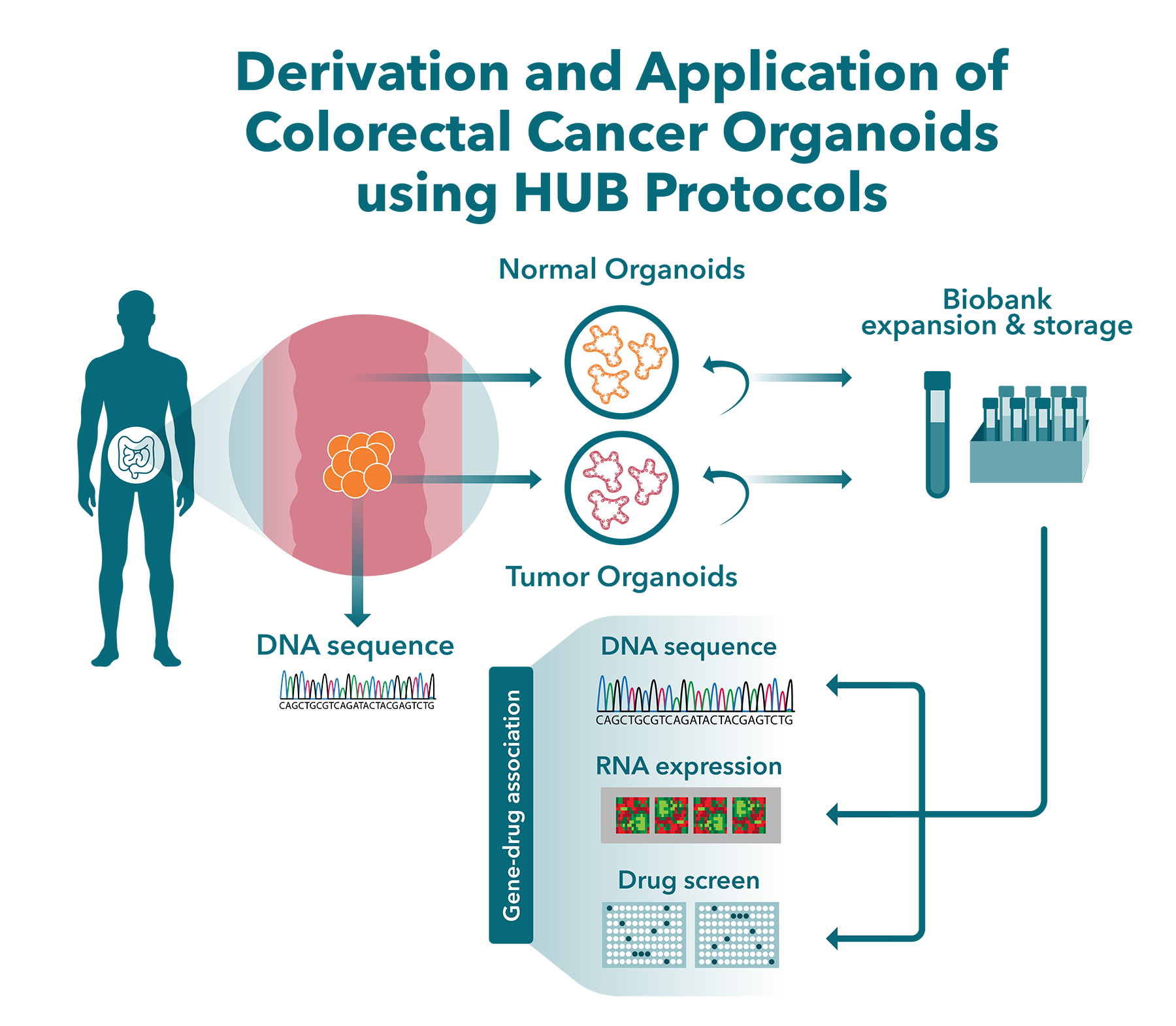 Tumor Organoids and the HUB Protocol Method