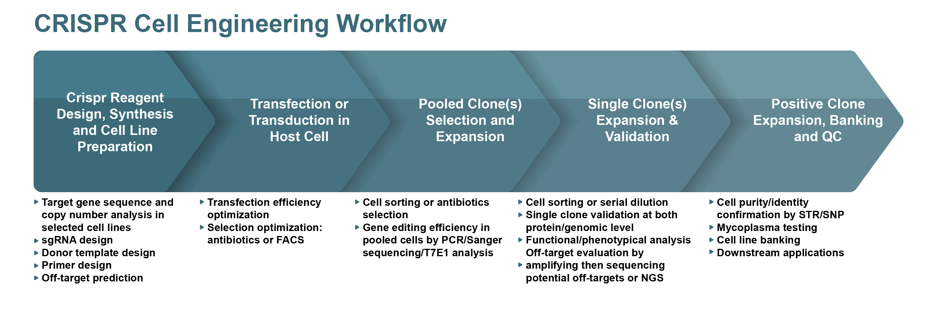 CRISPRCas9 Cell Engineering Workflow Image