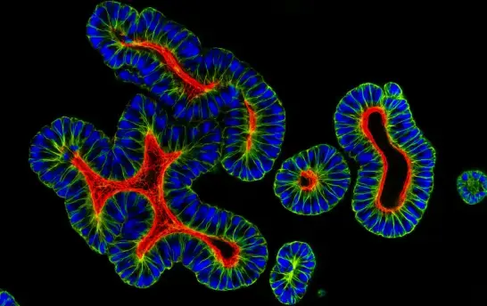 in vitro
