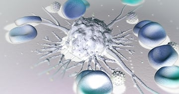 Exploring Translational Capabilities of PDX Models across In Vivo, In Vitro, and Ex Vivo Applications