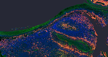 Histology and Digital Pathology