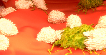 Immunocompetent Murine Models: A Guide to Understanding their Place in Immuno-Oncology Drug Discovery