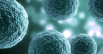 XenoSelect™ - Faster in vitro to in vivo study translation