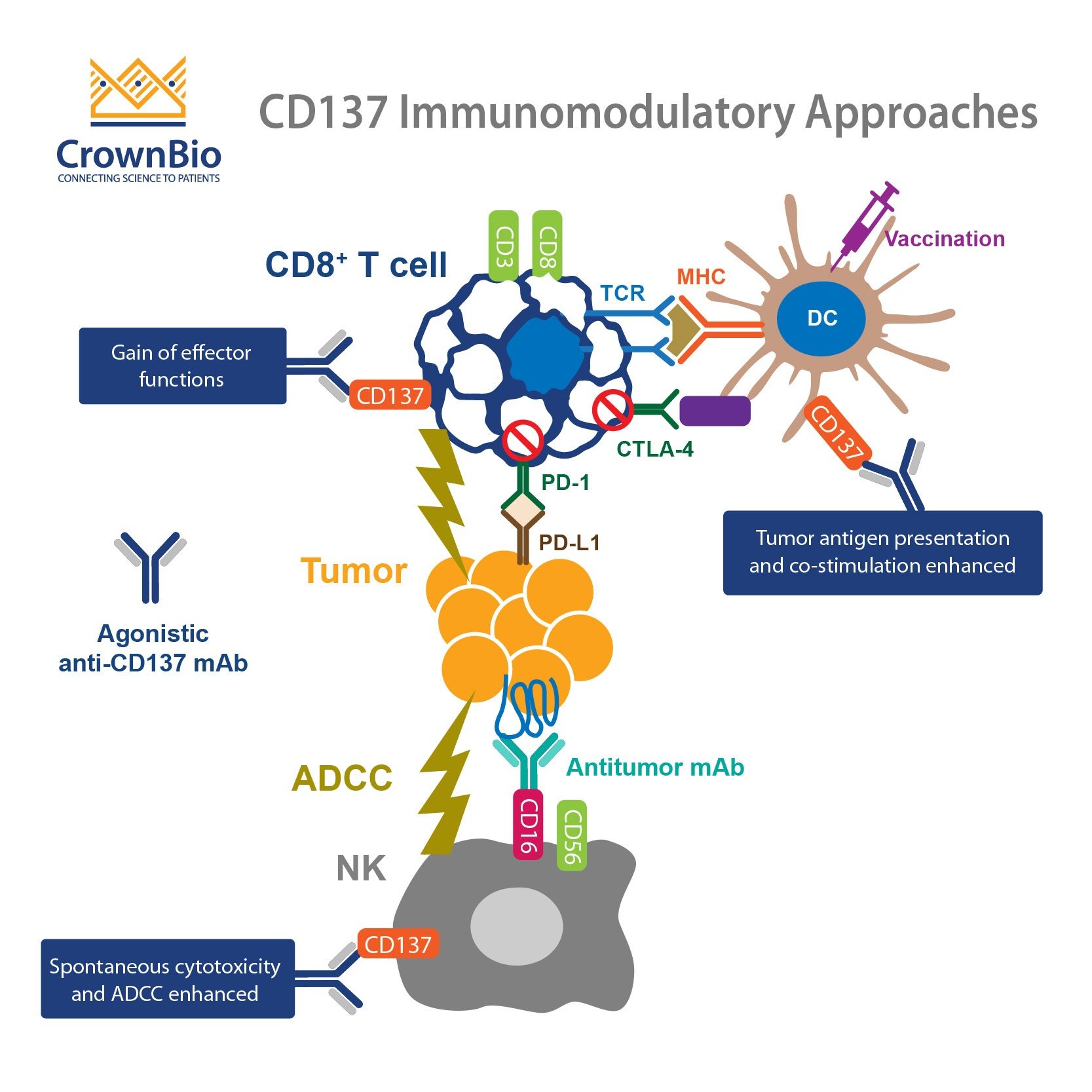 CD137: An Important Target in T Cell Co-Stimulation