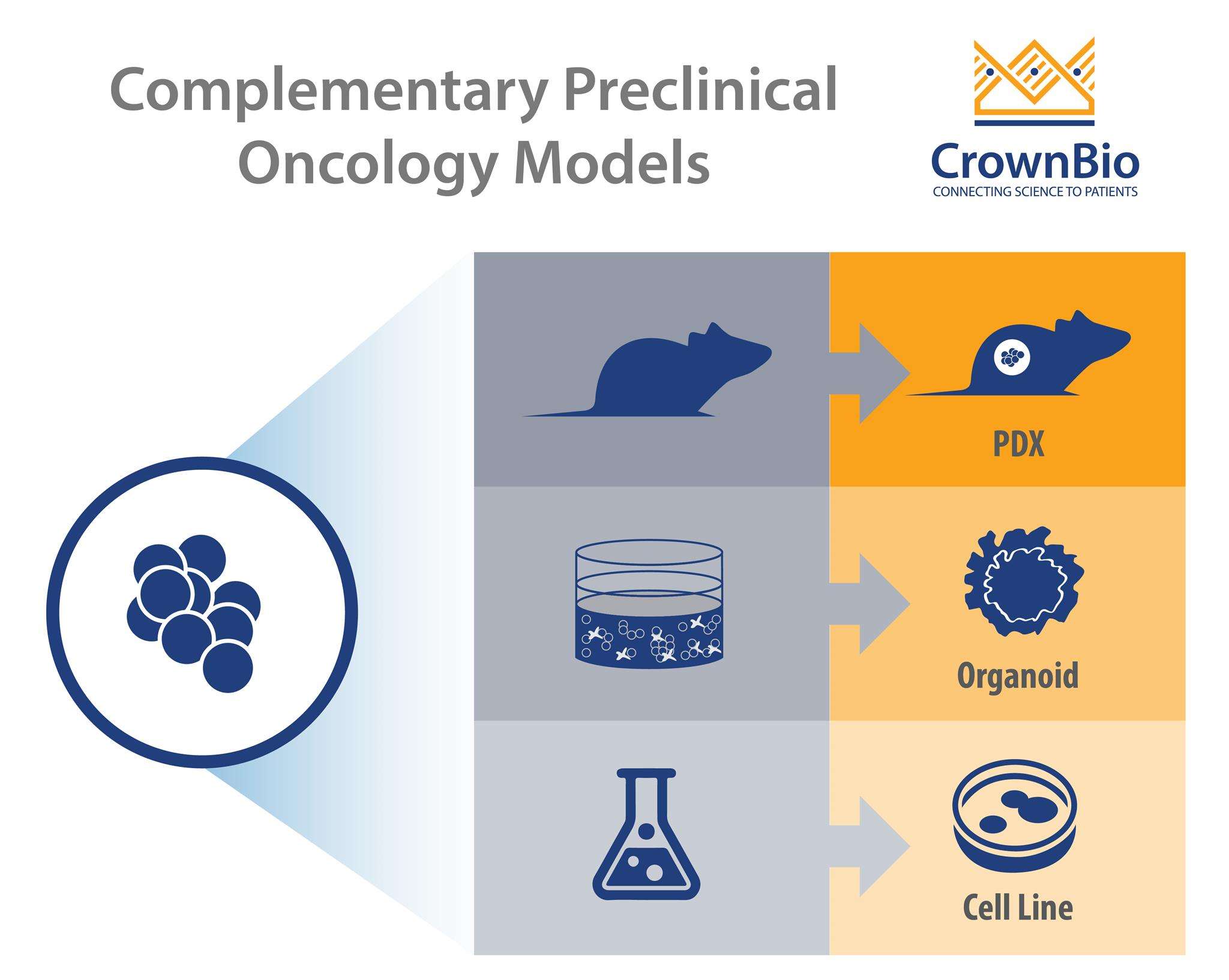Where Do Organoids Fit in Preclinical Cancer Modeling?