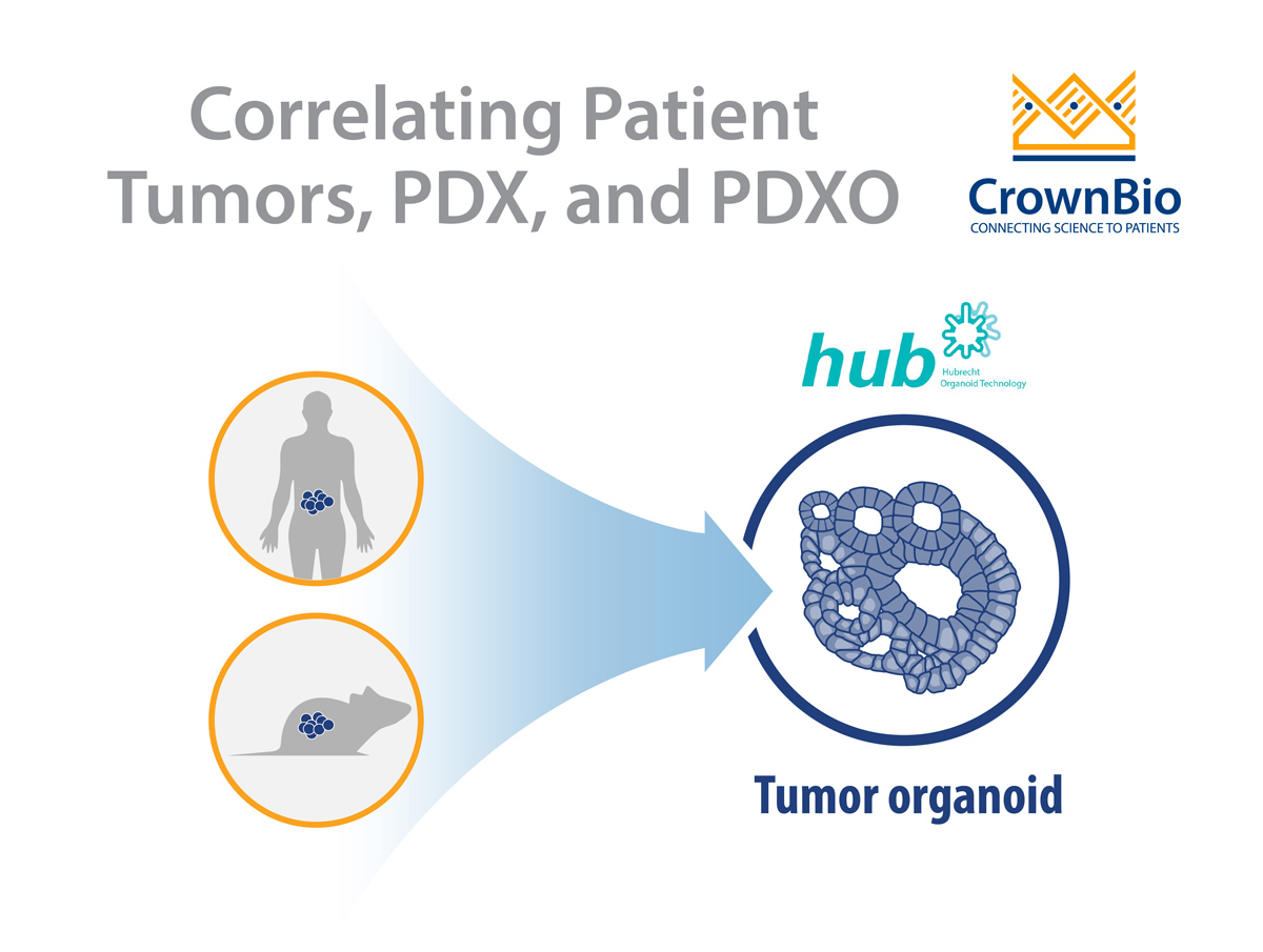 Patient Tumors, PDX, and PDXO: Model Correlation Q&A