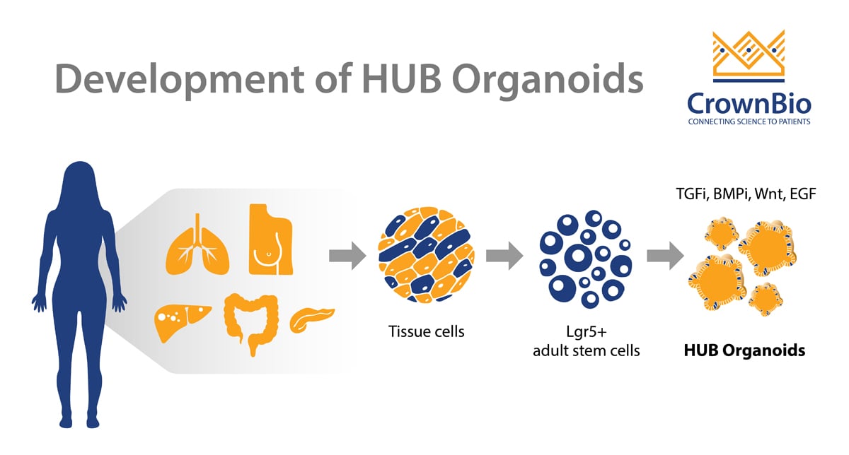 The Development of HUB Organoids