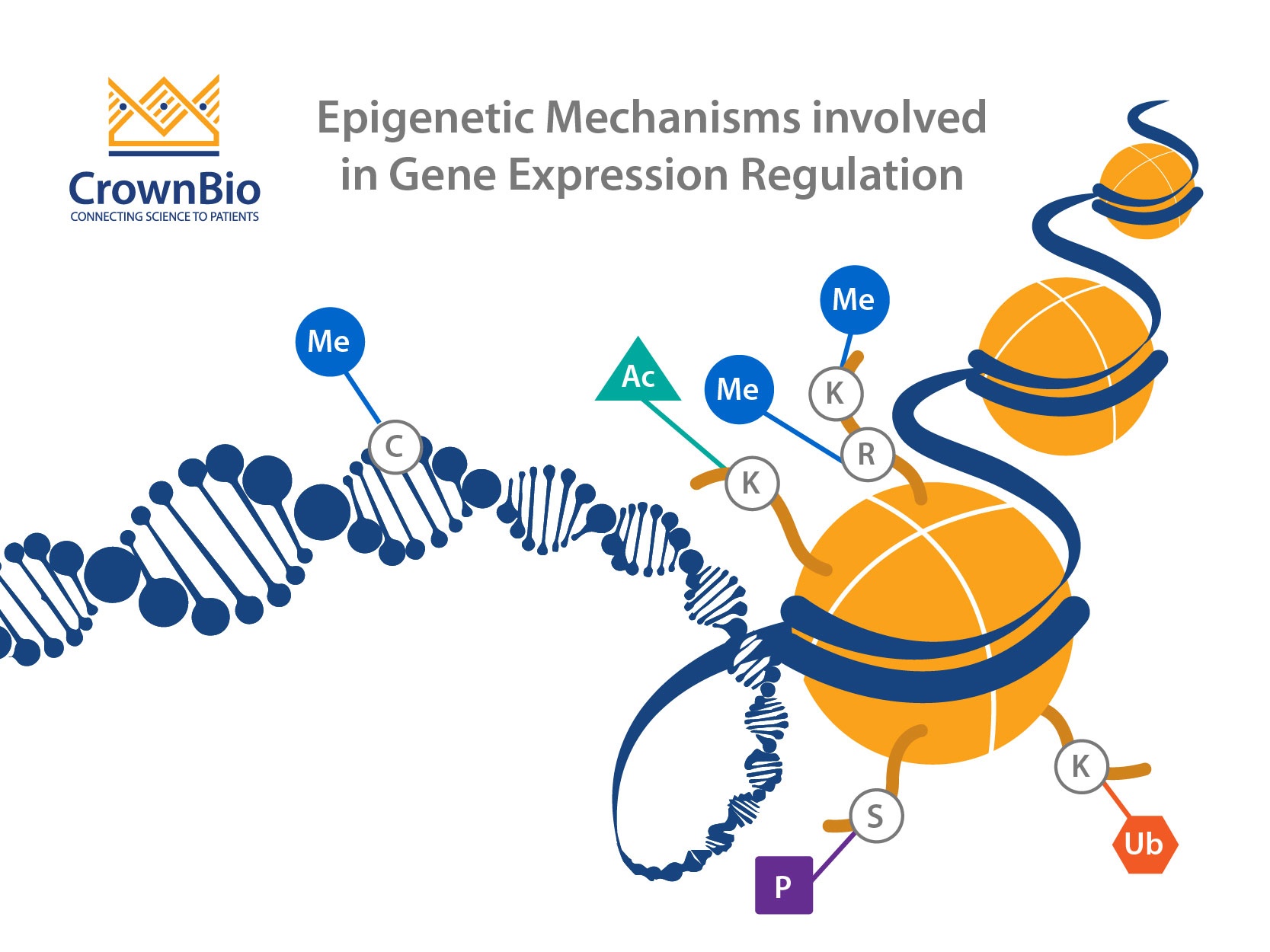 Epigenetic Inhibitors: Strategies to Enhance Patient Response to Immunotherapy
