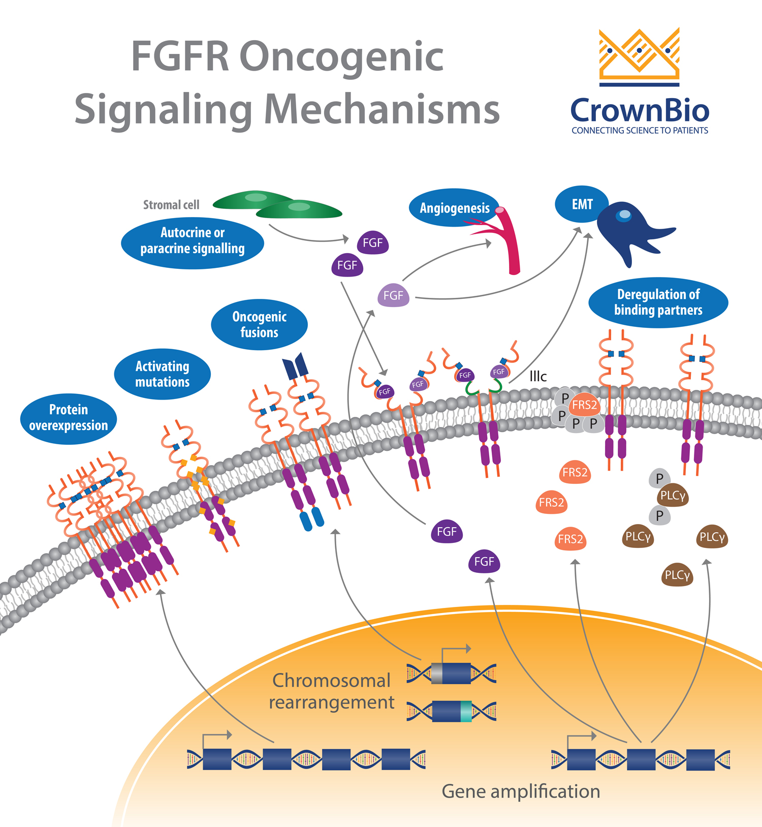 Targeting the FGF/FGFR Signaling Axis with PDX Models