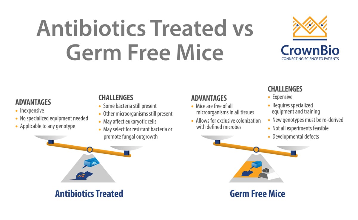 Germ-Free or Antibiotic-Treated Mice? Which Model for Studying the Role of the Gut Microbiota in Preclinical Studies