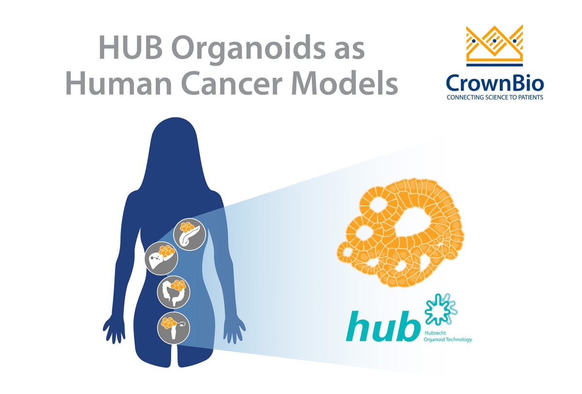 HUB Organoids as Human Cancer Models