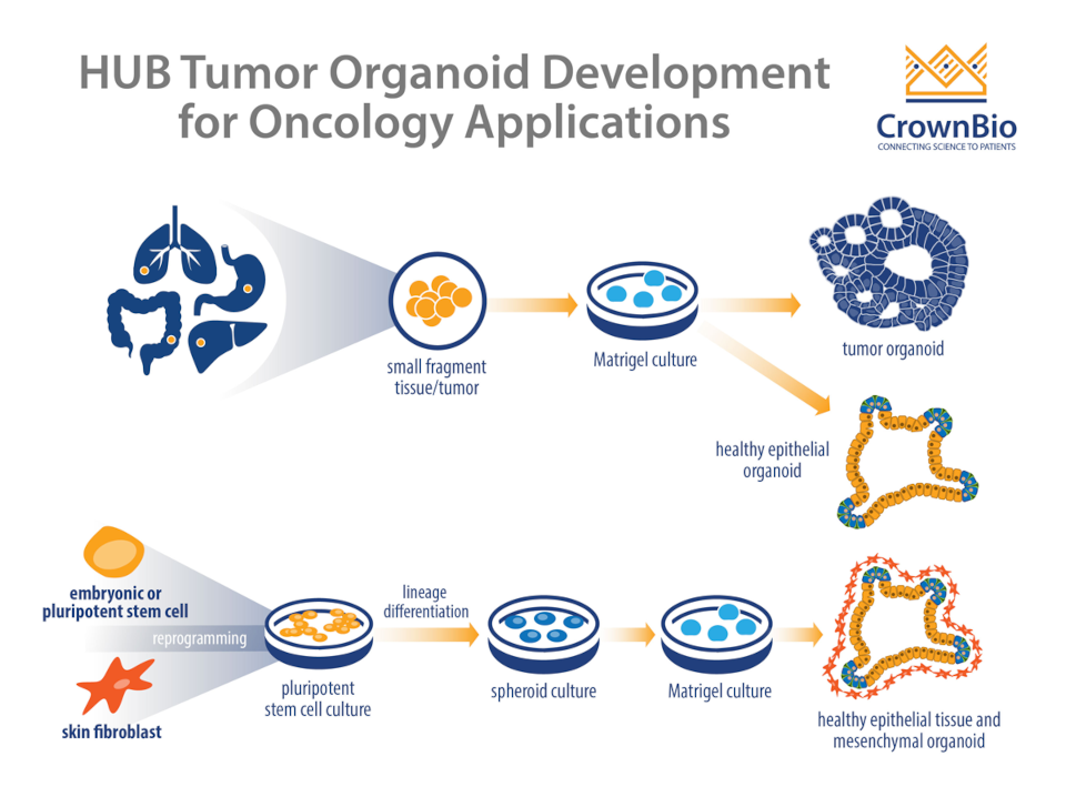 HUB Technology: The Only Tumor Organoid Platform Available for Oncology Drug Discovery
