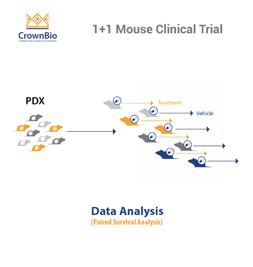 Top 5 Reasons To Use Mouse Clinical Trials