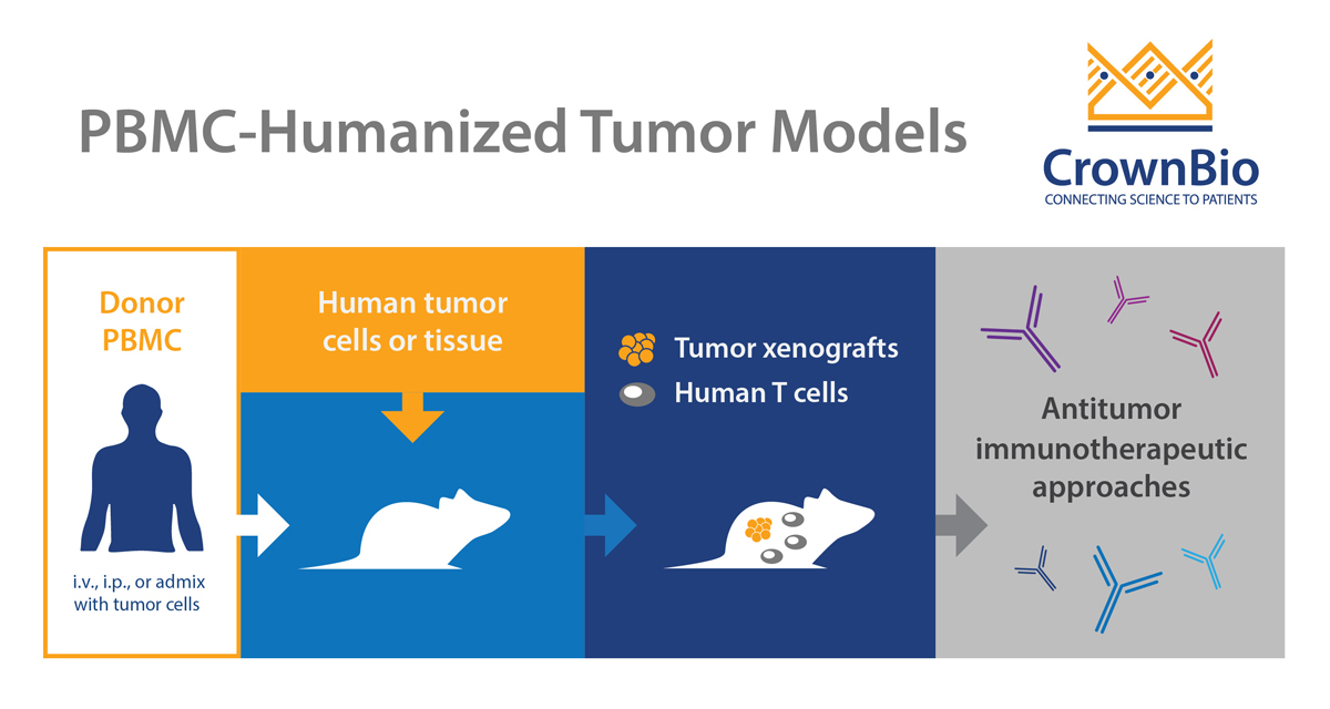 How to Test Human-Specific Combination Immunotherapies In Vivo