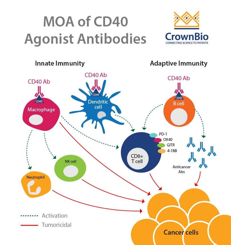 CD40: Targeting Co-Stimulatory Pathways for Cancer Immunotherapy