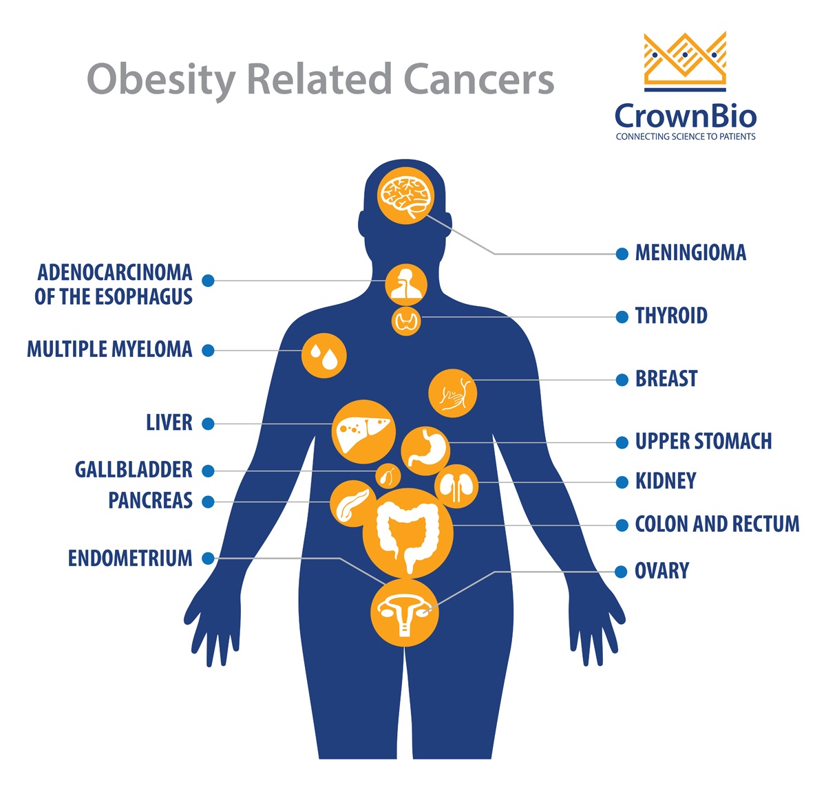 Obesity, Cancer Development, and Immunotherapy Response