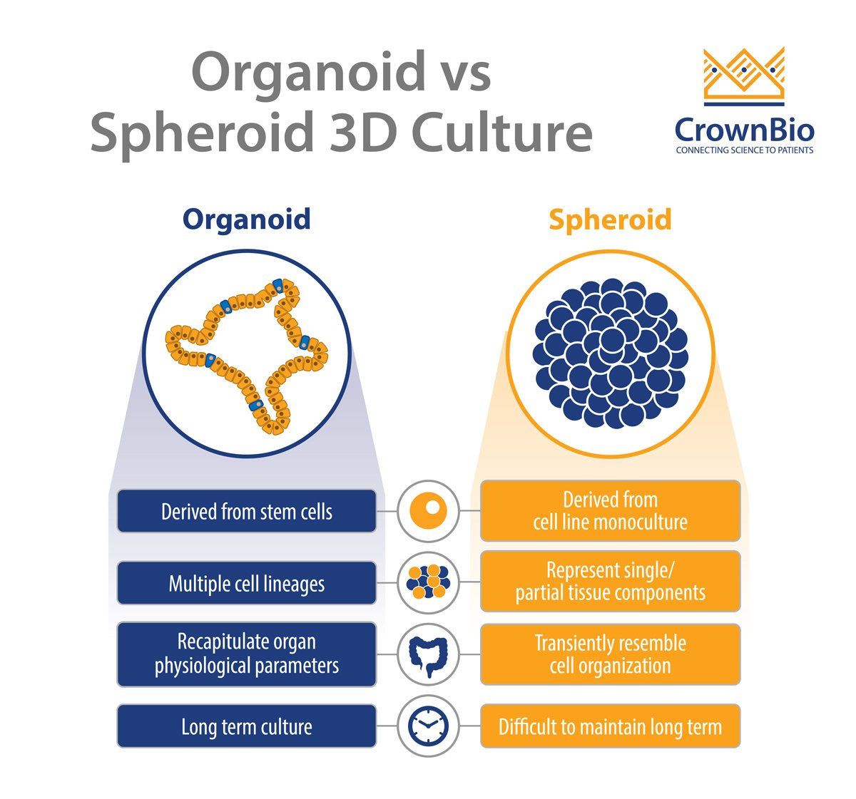 How are Organoids Different from Spheroids?