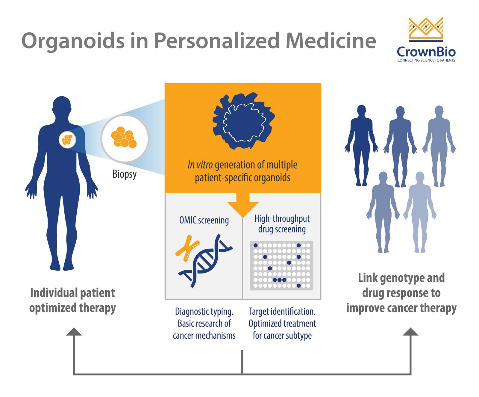 Patient-Derived Organoids (PDOs) for Personalized Cancer Research