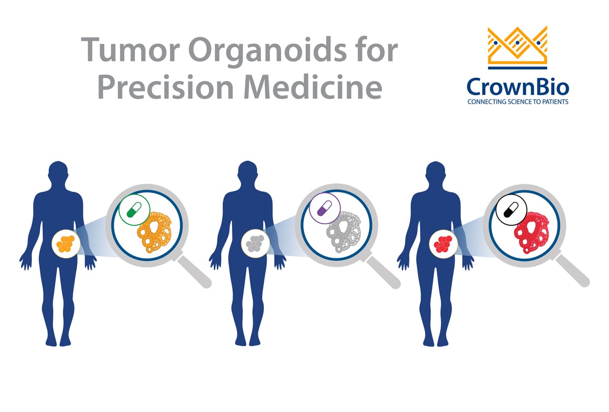 The Role of Patient-Derived Tumor Organoids in Precision Medicine