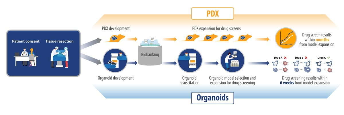 pdx vs tumor organoid workflow in precision medicine