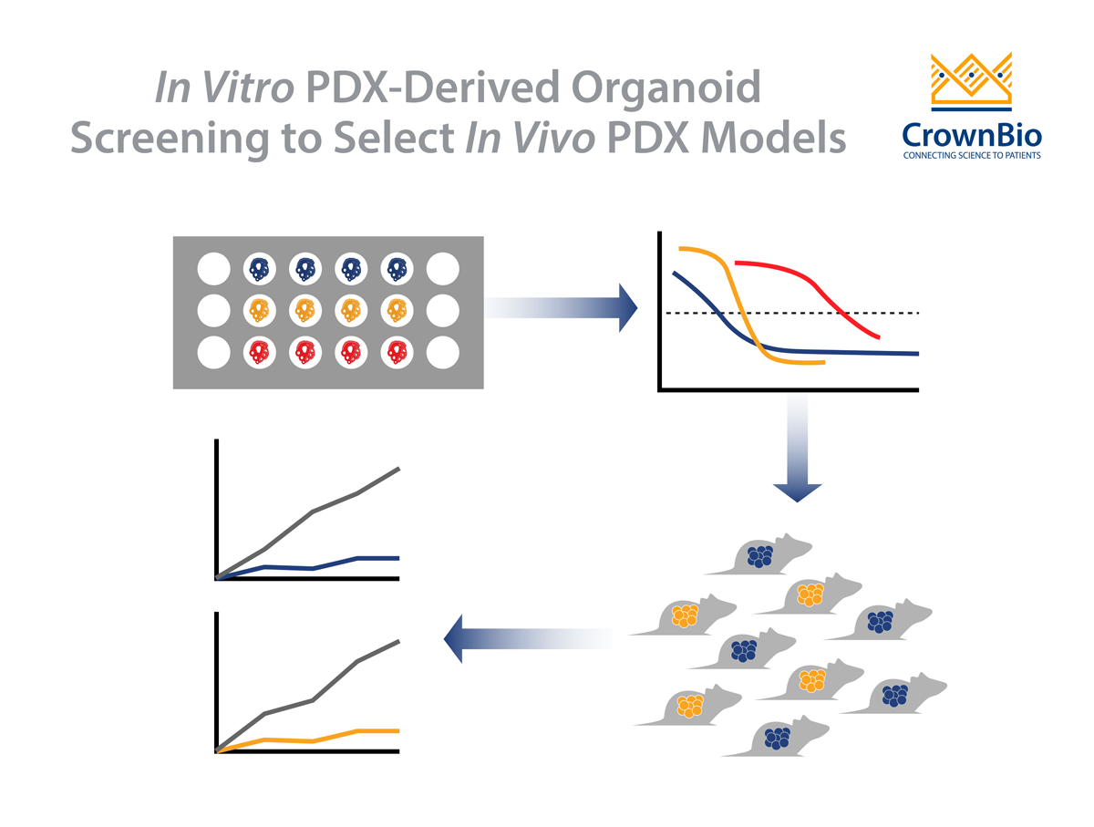 How to Select the Right In Vivo PDX Using PDX-Derived Organoids (PDXO)