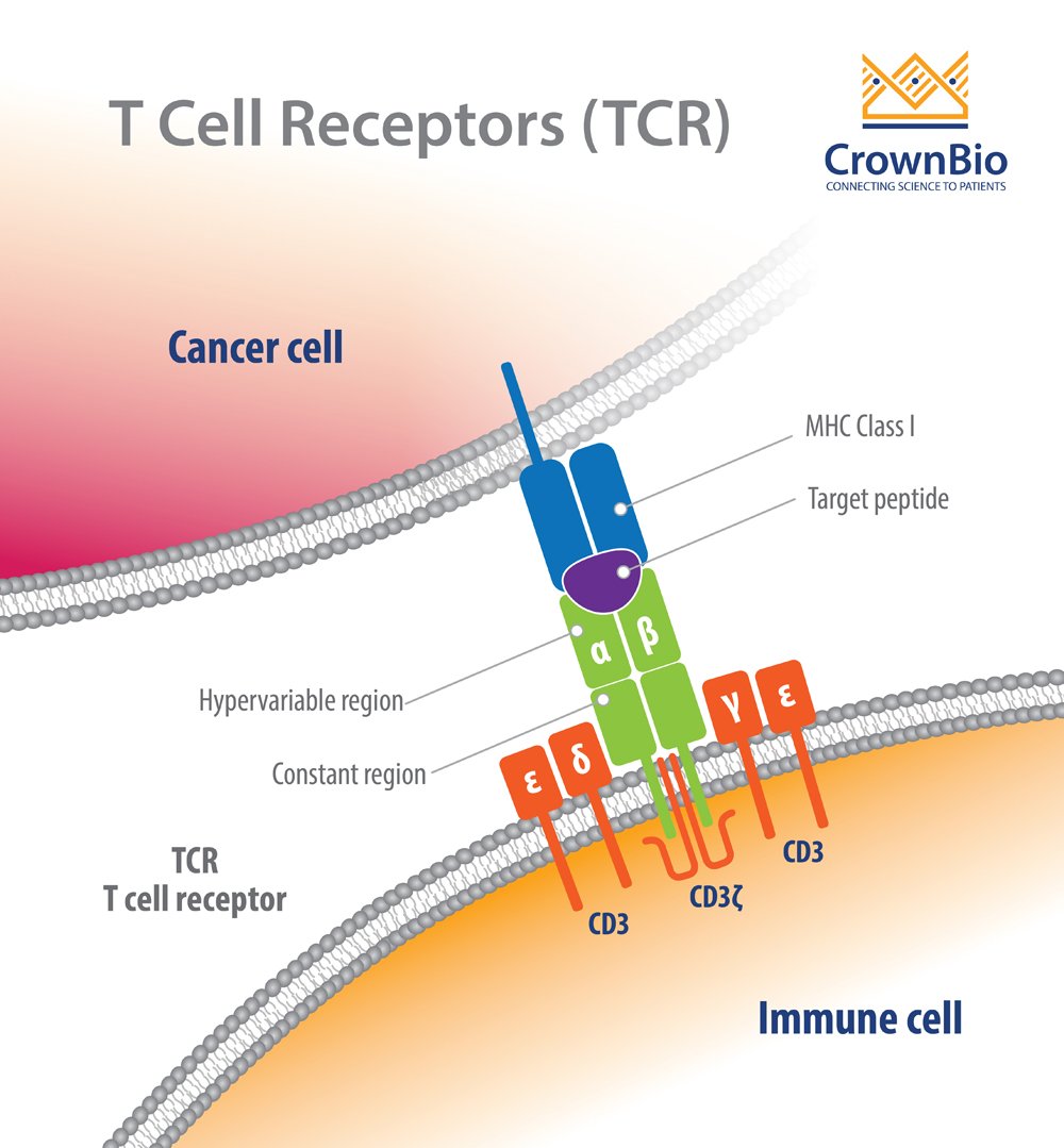 Recognizing and Profiling T Cell Receptors
