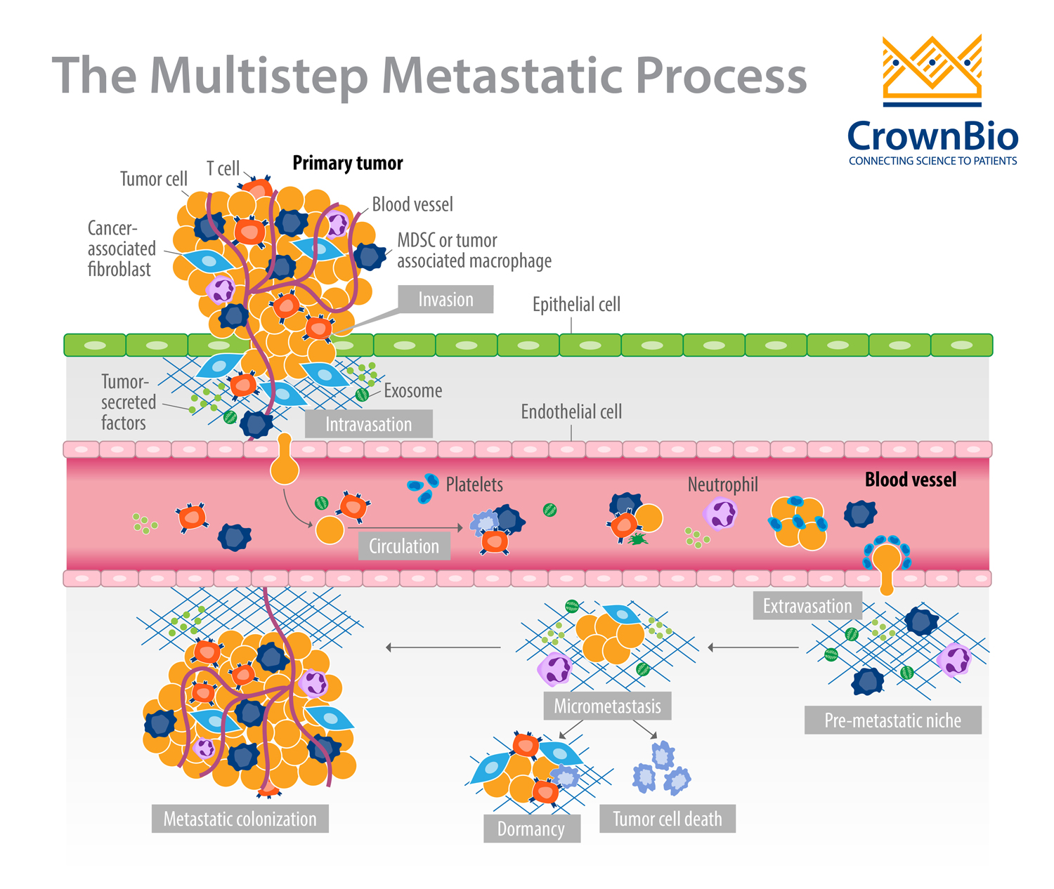 Recapitulating Clinical Metastatic Events in Preclinical Mouse Models