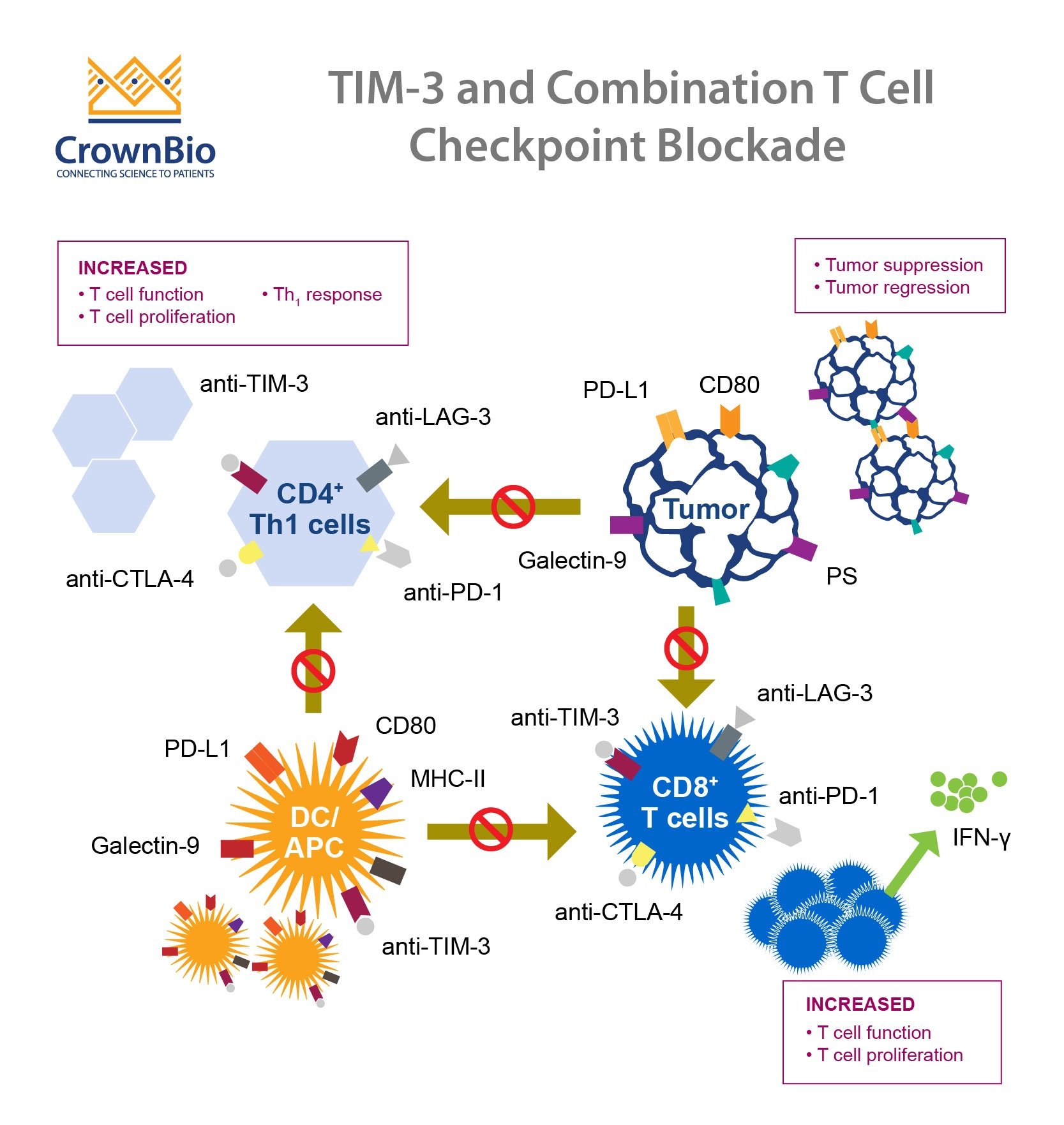 What's Next for Immune Checkpoint Inhibitors: TIM-3?