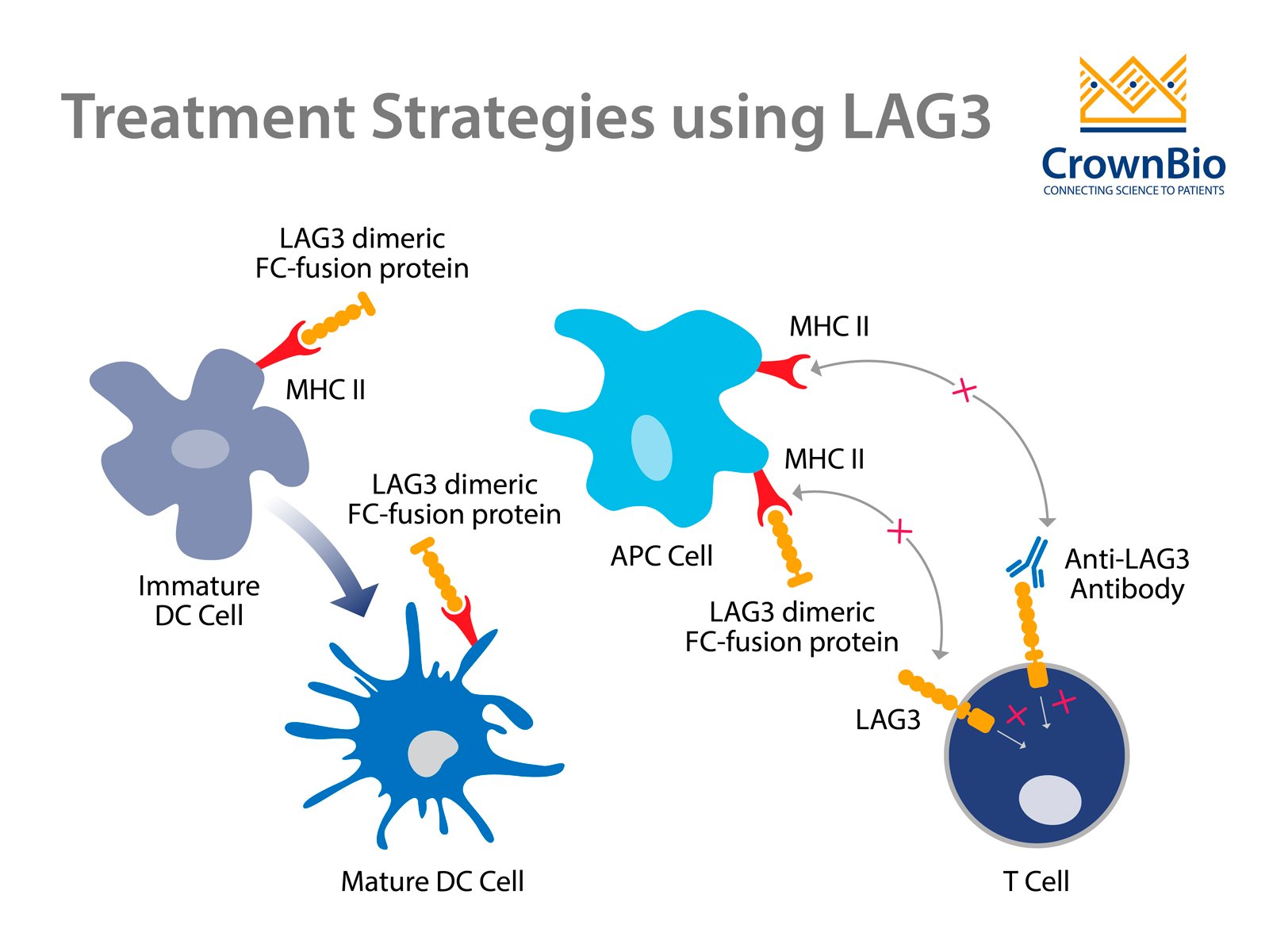 LAG3: A Promising New Cancer Immunotherapy Target