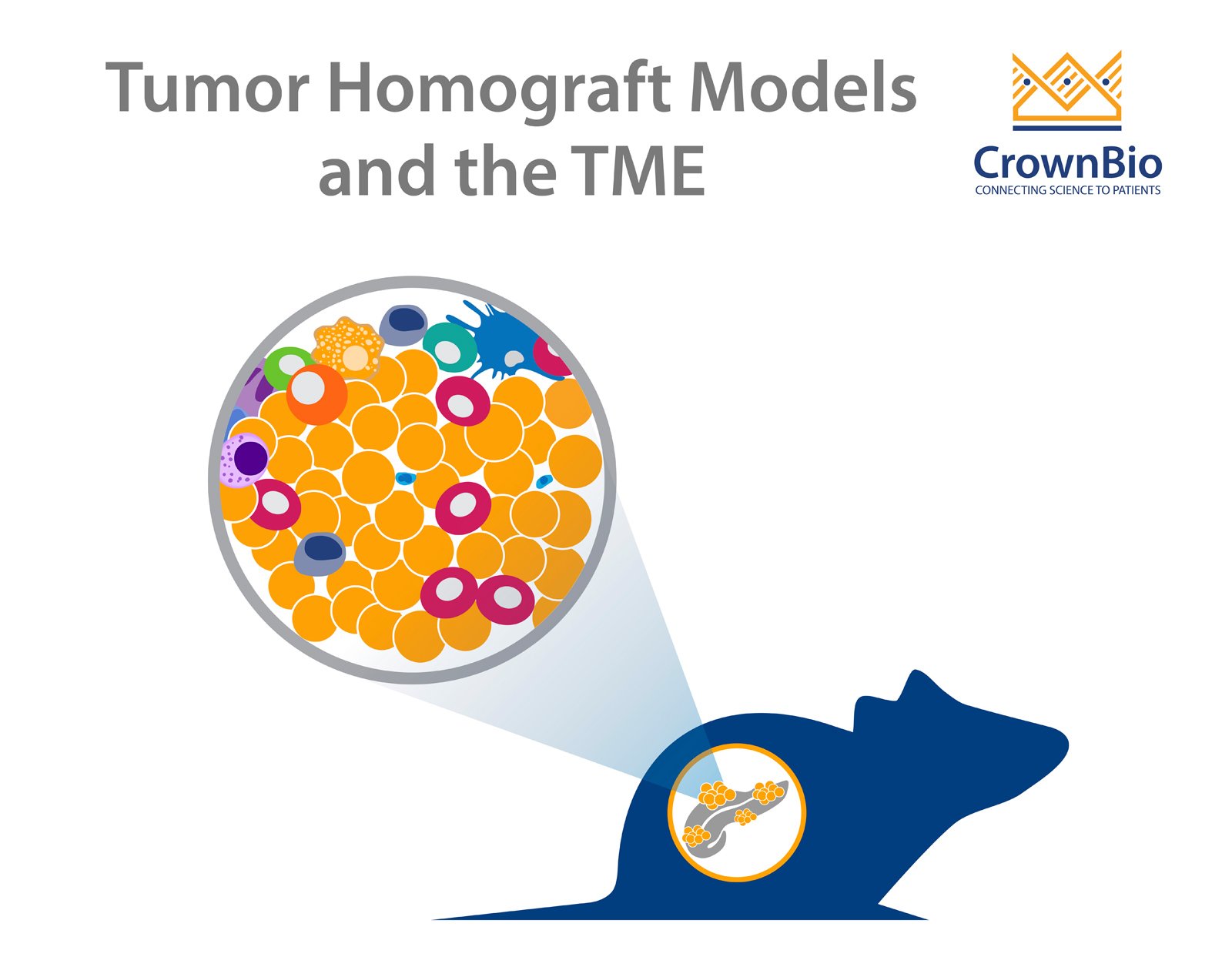 Orthotopic or Subcutaneous Tumor Homograft Models?