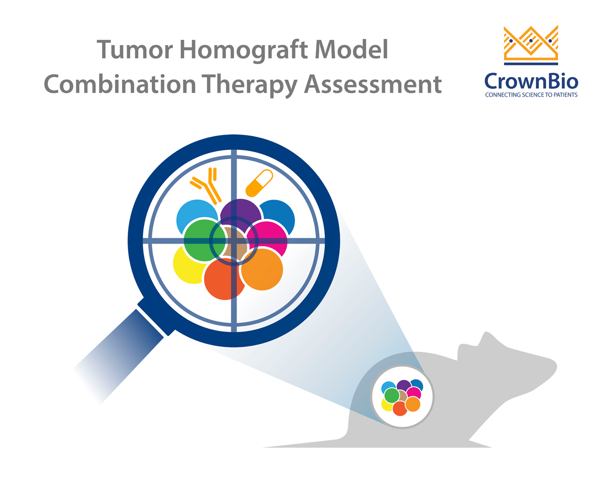 Combination Therapies and Tumor Homograft Models