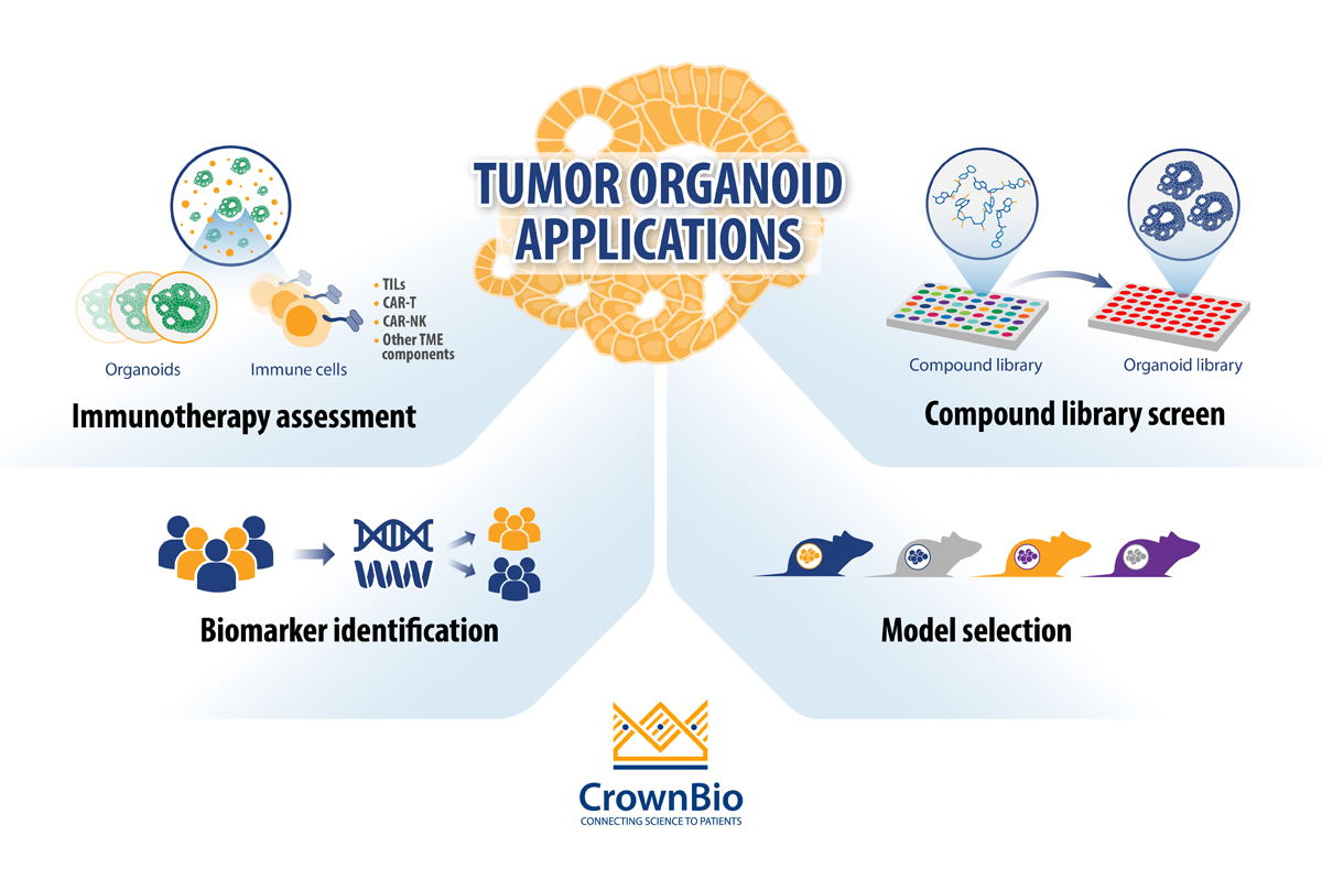 Top 4 Applications for Tumor Organoids in Oncology Drug Development
