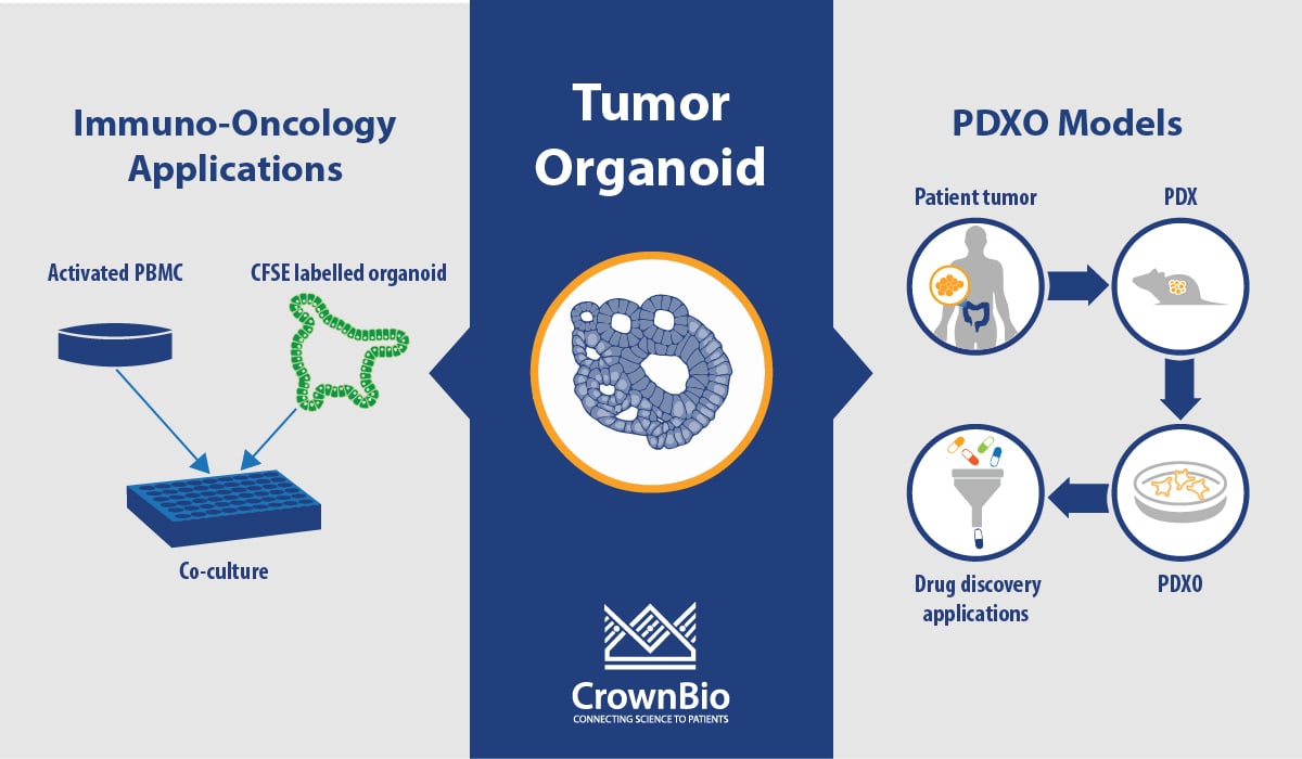Tumor Organoid Q&A: PDXO Models and Immuno-Oncology Applications