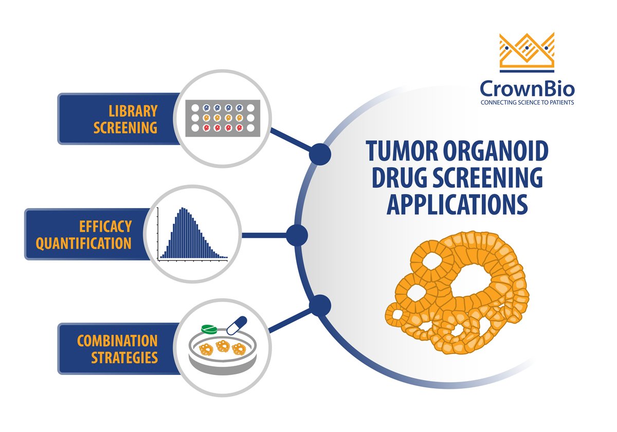 Top 3 Ways to Use Tumor Organoids for Drug Screening