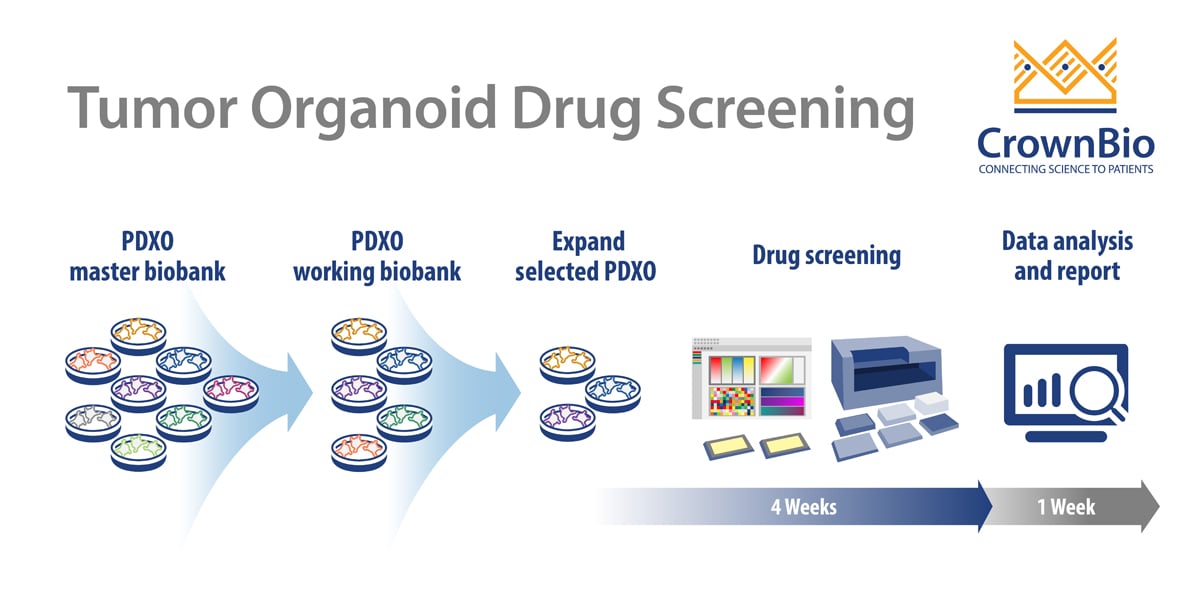 How to Use Tumor Organoids for Oncology Drug Screening