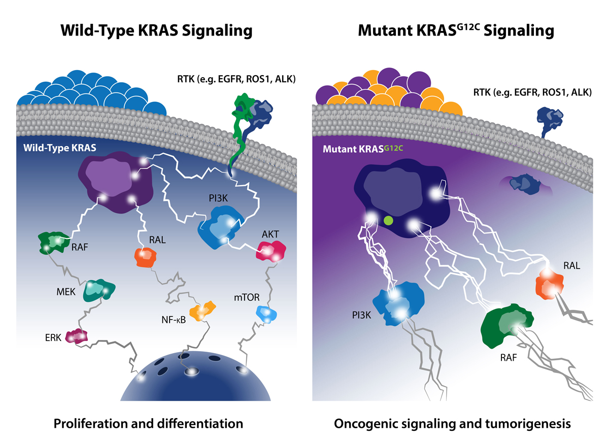 SHP2 and SOS1 Targets: Additional Players in the KRAS Inhibitors Race?