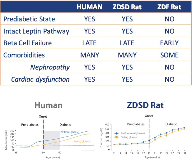 Rat Age Size Chart