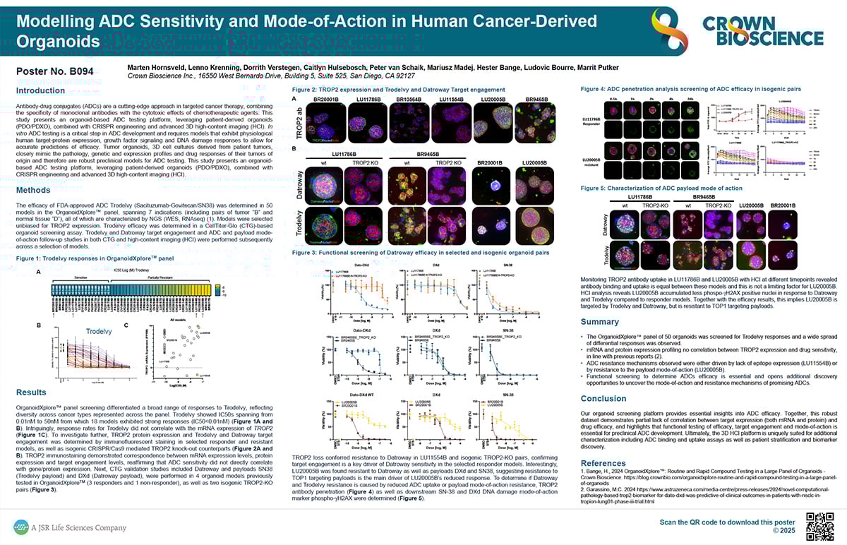 ANE 2025 Poster B094: Modelling ADC Sensitivity and Mode of Action in Human Cancer Derived Organoids