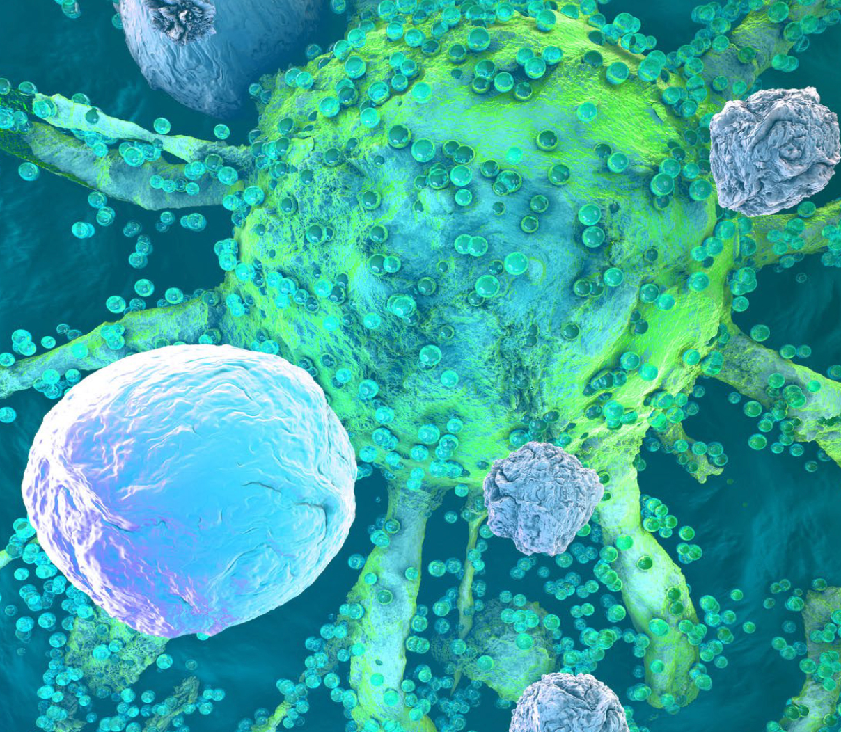 Cell Line-Derived Xenograft Models